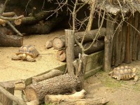 /album/fotogalerie-zoopark-zajezd-mala-rodinna-zoo-nedaleko-kladna/zelva-pardali-jpg/